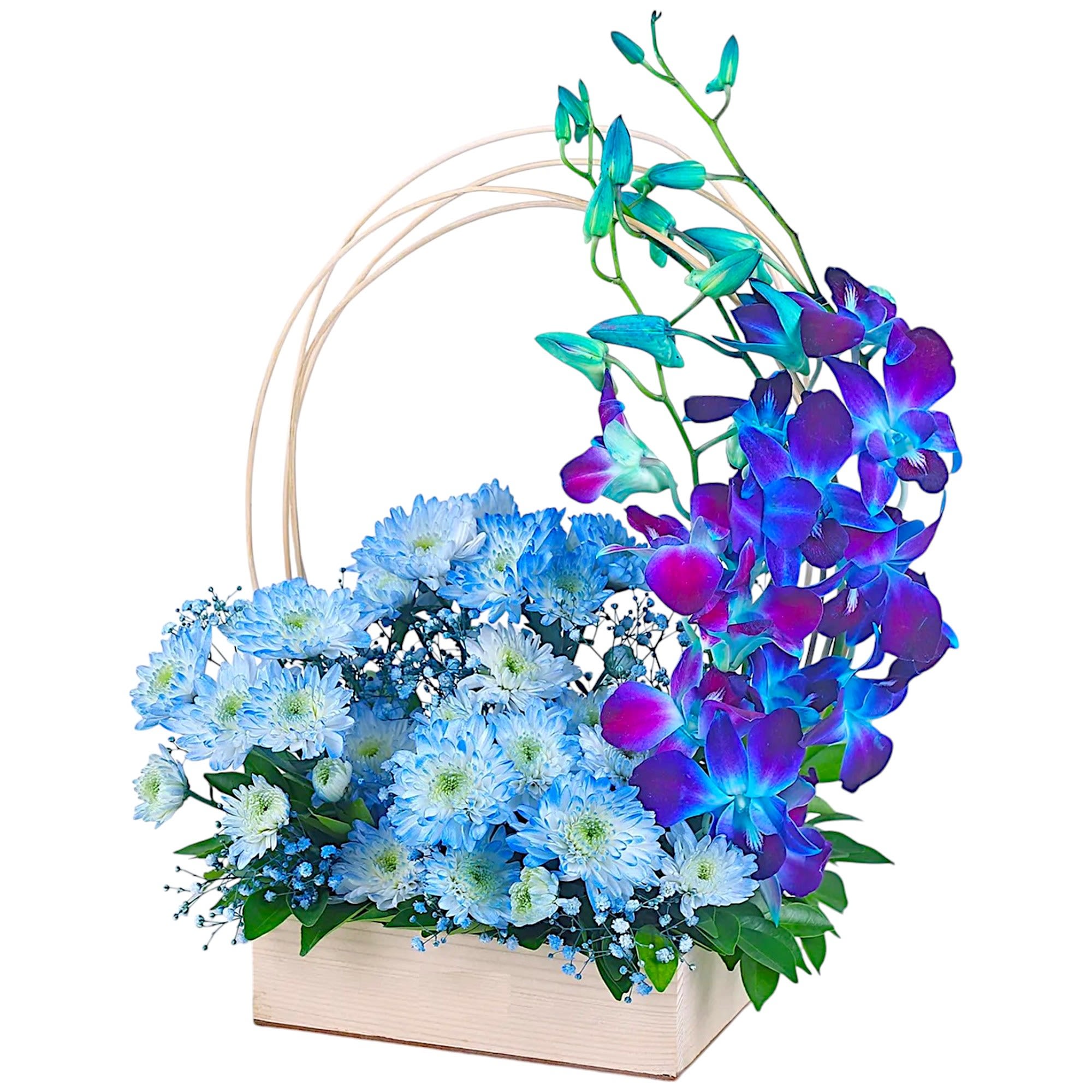Blue Orchid Delight  - Everyone adores this stunning surprise, with its fresh blue and light-blue blooms, arranged in an eco-friendly wooden box!  DETAILS This arrangement features blue dendrobium orchids, light-blue cushion mums, light blue baby's breath filler, and greenery.   WOOD BOX INCLUDED Orientation: One-Sided Item #NF-519  FLORIST-TO-DOOR Same day flower delivery on most orders placed online by 12 pm or 10 am on weekends PST.  BLOOM DETAILS Dendrobium Orchids Cushion Mums Baby's Breath Filler Greenery  The Standard Arrangement is approx. 13 1/4" H x 14 1/4" W. The Deluxe Arrangement is approx. 13 1/4" H x 15 1/4" W. The Premium Arrangement is approx. 14" H x 15 1/4" W.  How to place an order?  1. You can place an order directly on this secure website. OR 2. You can call in your order by dialing: (323) 262 - 9238. OR 3. You can visit our store (appointment recommended 323.262.9238)  NINFA'S FLOWERS 2405 WHITTIER BLVD. LOS ANGELES, CA. 90023  ATTENTION: *Please note that on busy holidays, Valentine's Day, and Mother's Day, we cannot verify if the recipient received the flowers until the following day. You can verify delivery on the website after 10:00 pm, call 323.262.9238 the following day after 10:00 am, or contact the recipient directly. Thank you for your patience and understanding.