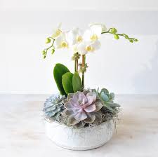 White orchid stems in a low white pot with succulents