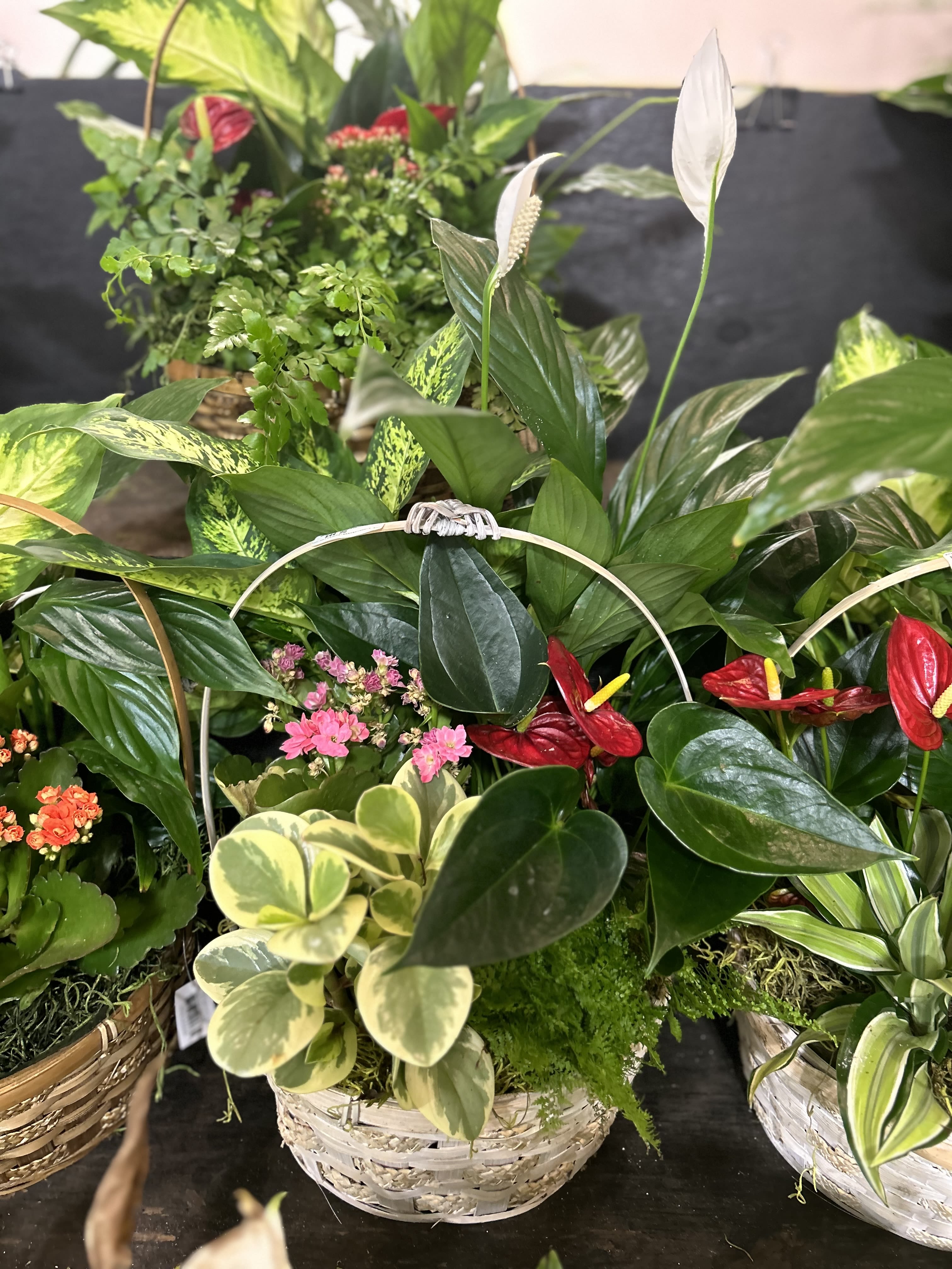 Basket arrangement of tropical plants with red anthuriums and white peace lilies