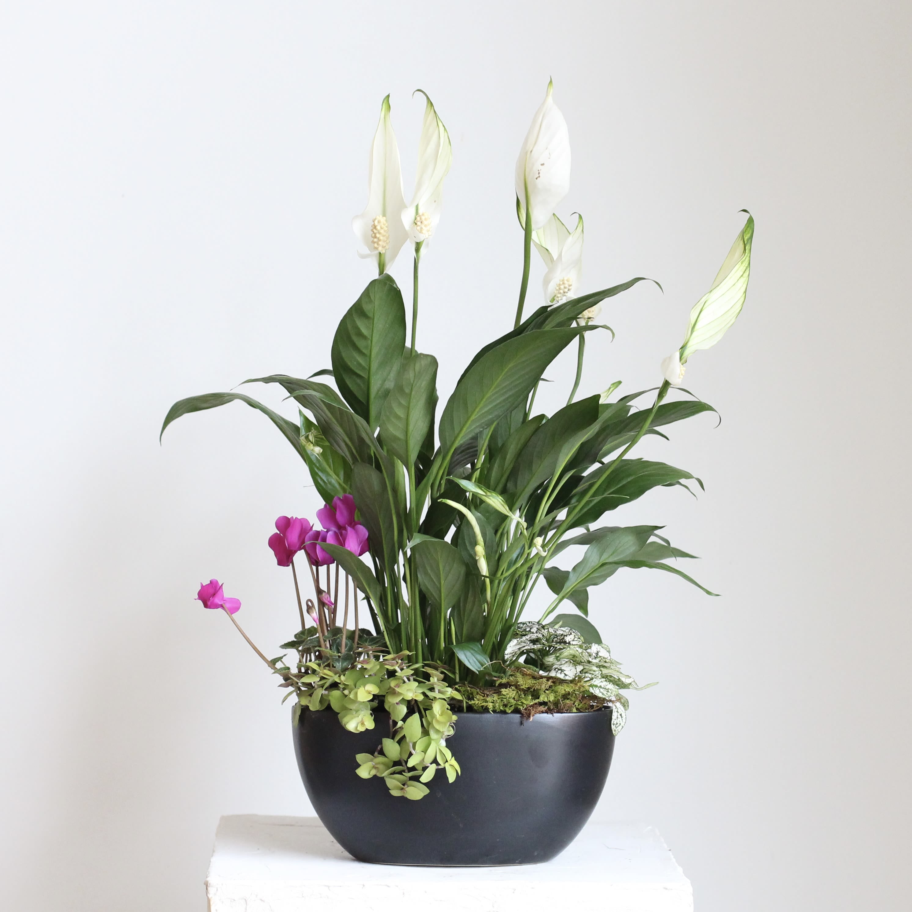Potted arrangement with white peace lilies and pink cyclamen in a black bowl planter