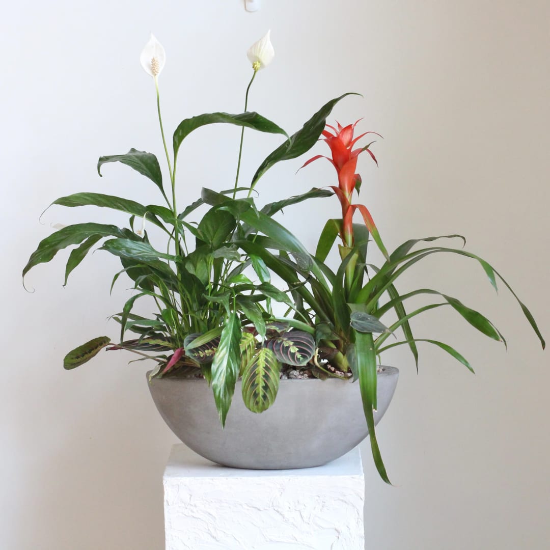 Mixed potted tropical plants with white blooms and a red bromeliad in a gray bowl planter
