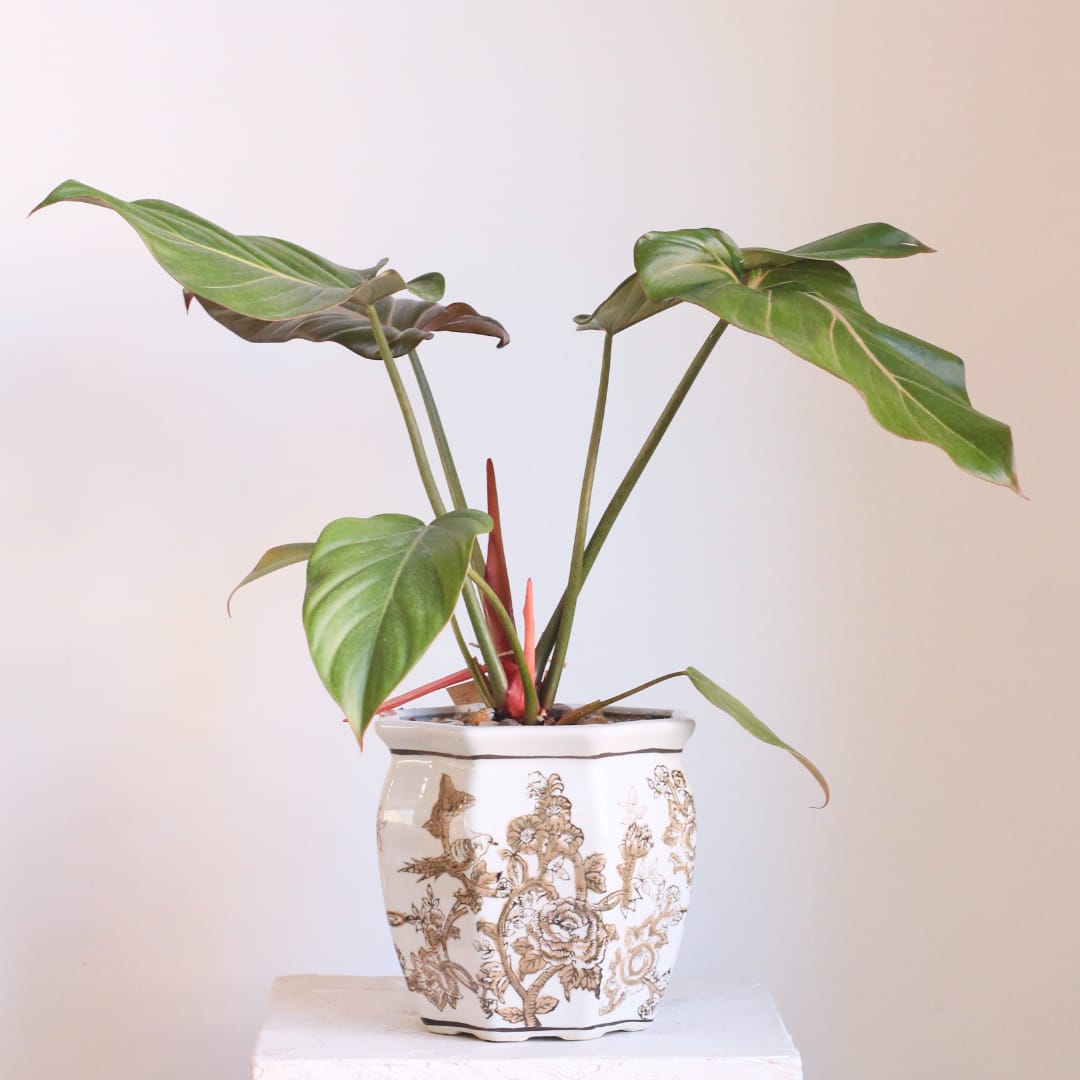 Potted tropical plant with broad green leaves in a decorative ceramic pot
