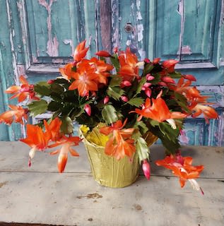 Orange Christmas cactus in a gold pot
