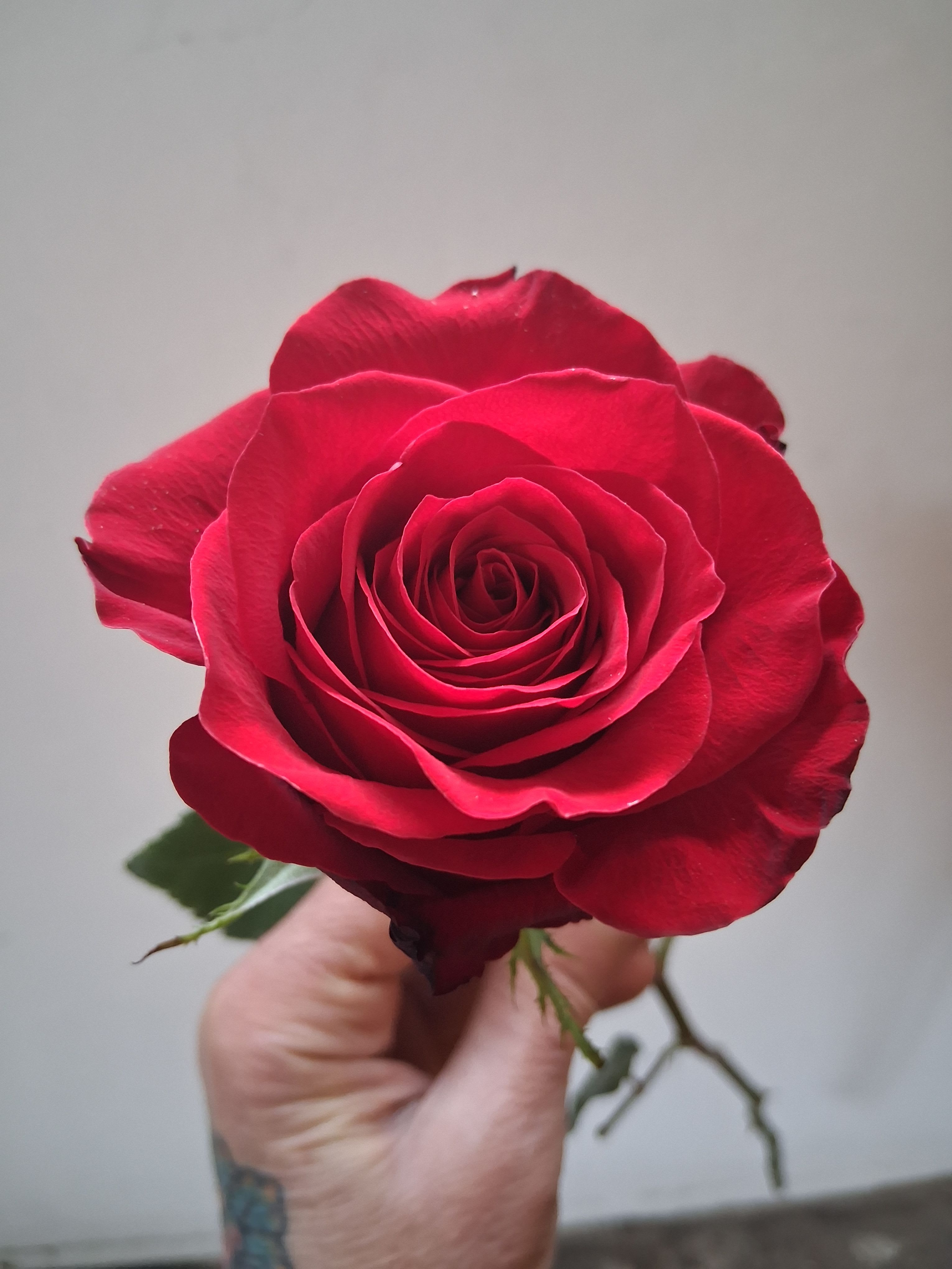 Single red rose held in a hand