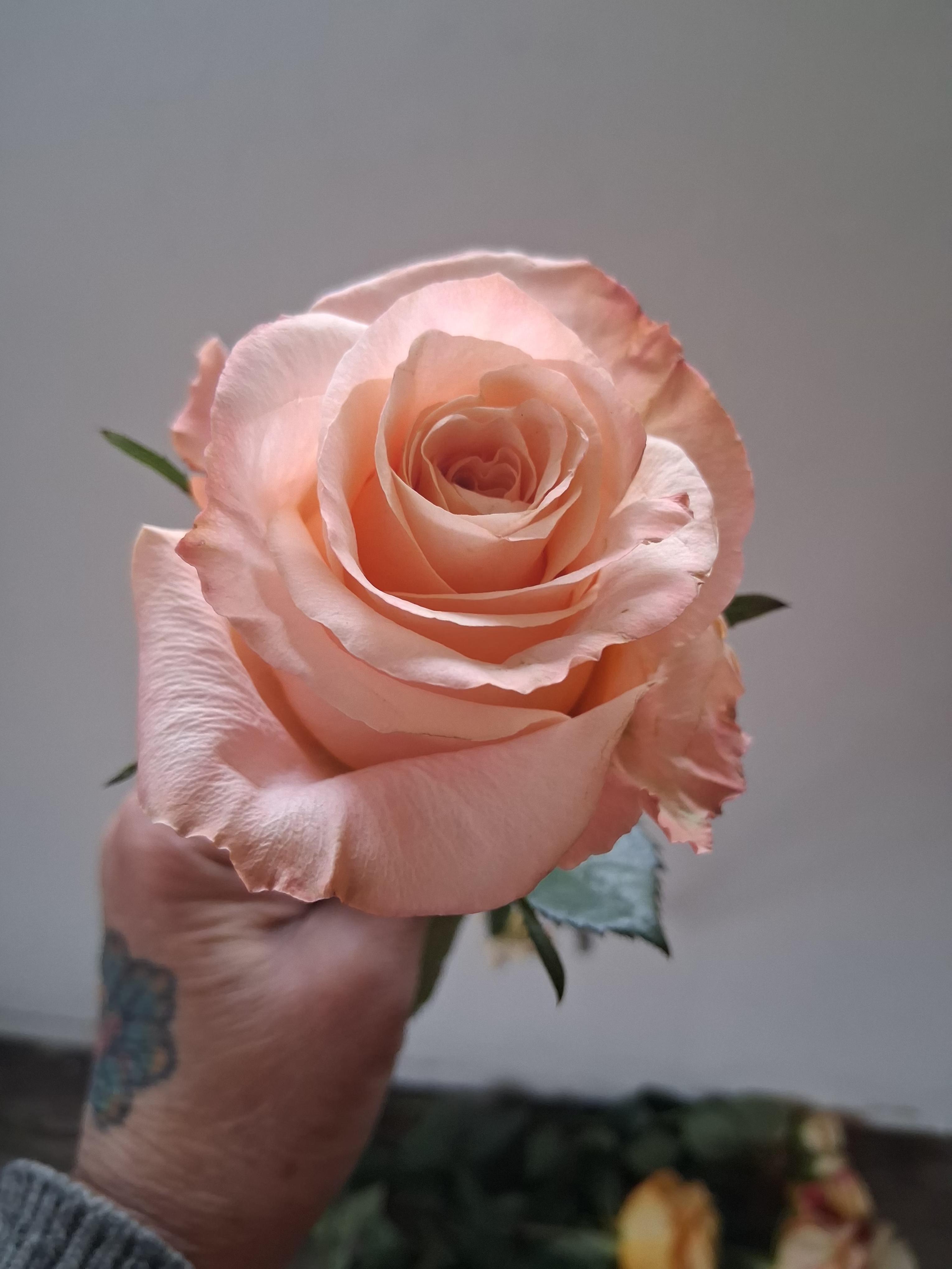 Hand holding a pale peach rose bloom