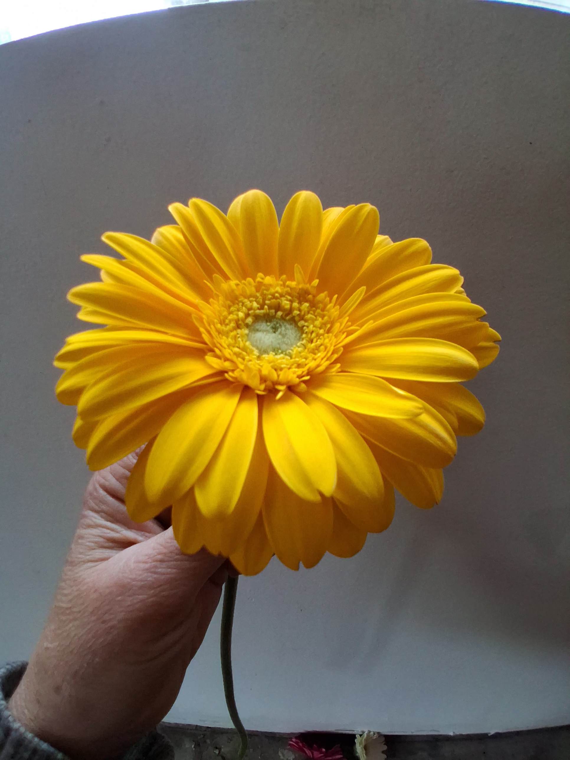 Single yellow gerbera daisy held by hand