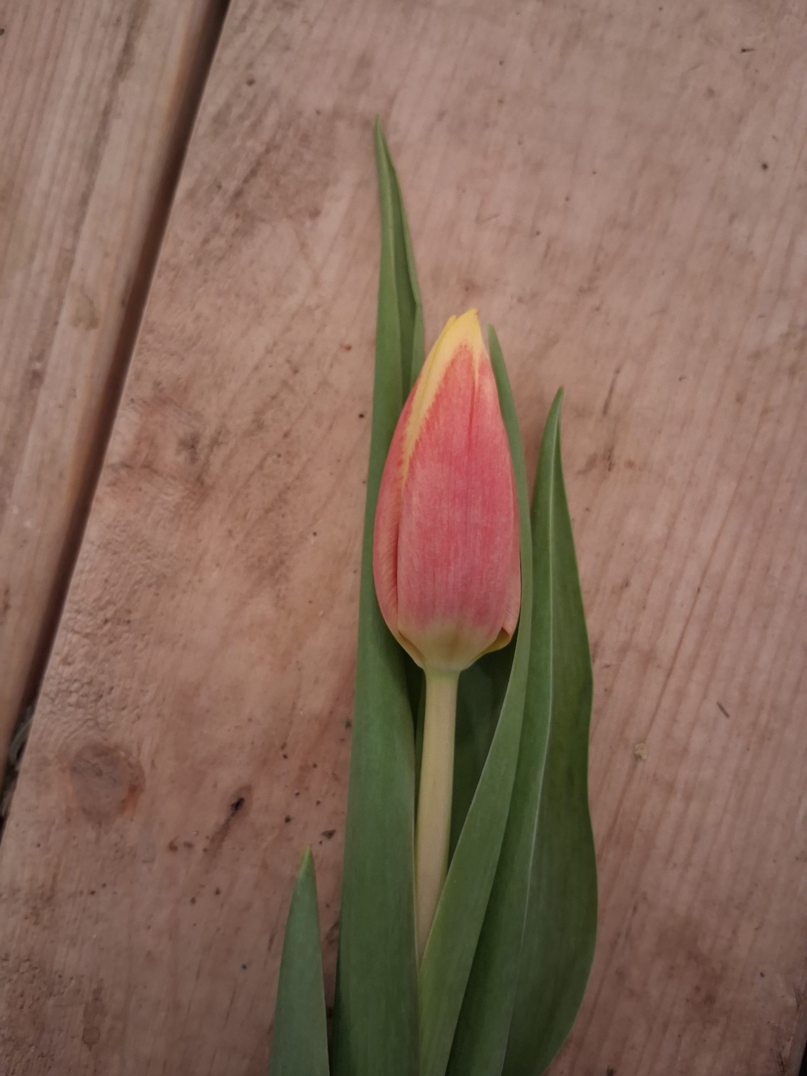 Single pink and yellow tulip bud with long green leaves