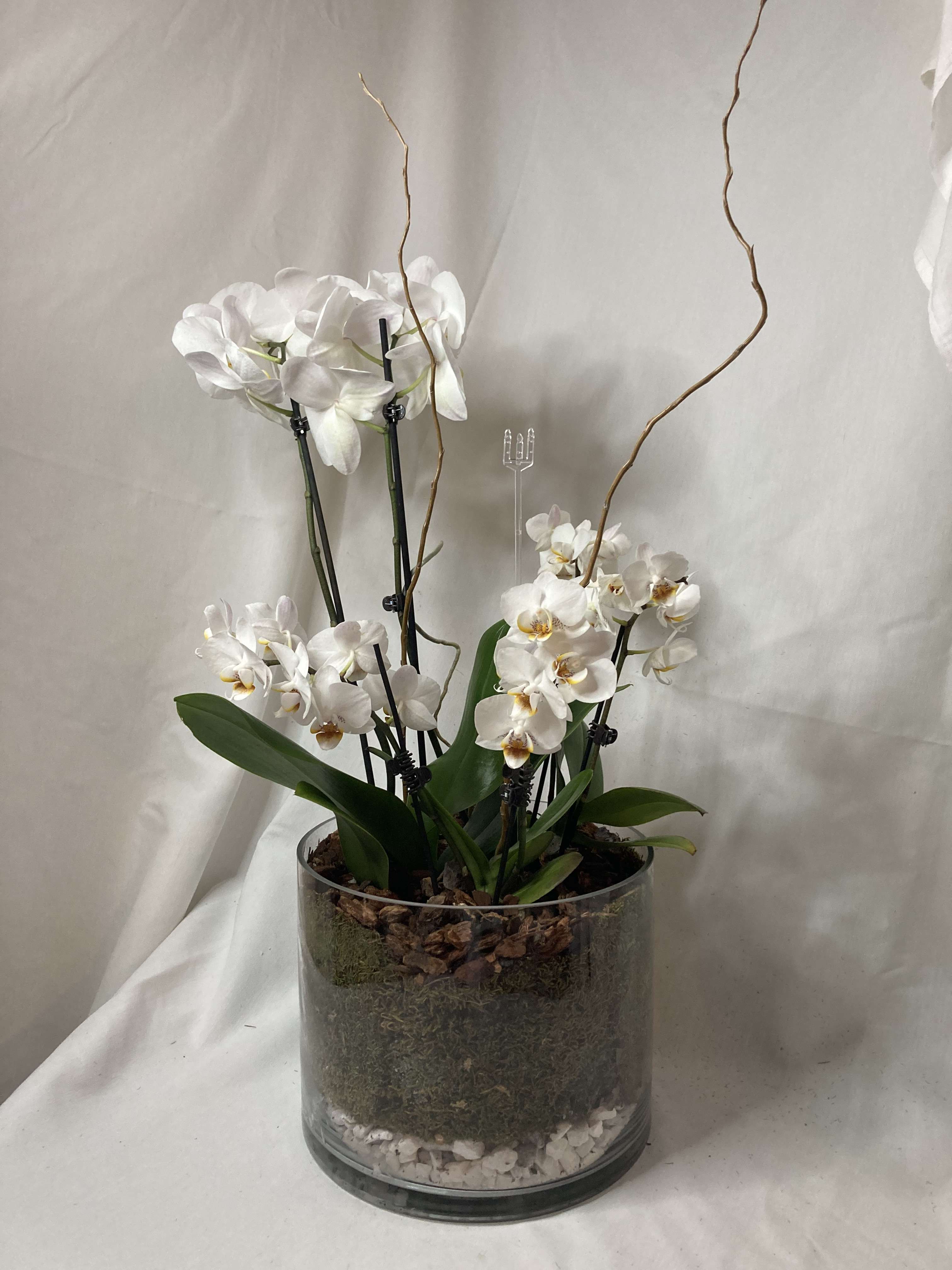 White orchids arranged in a clear glass cylinder planter