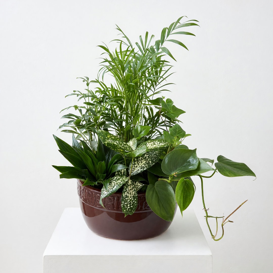 Mixed green houseplants arranged in a brown ceramic bowl