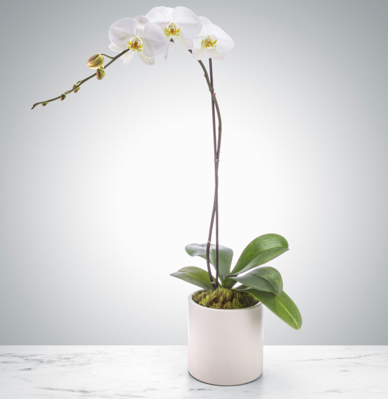 White Phalaenopsis Orchid - A beautiful and classic white single-stemmed Phalaenopsis orchid set in a white ceramic planter with green sheet moss. Perfect for all occasions, send it as a housewarming gift, a birthday, for the service, or anything in-between.