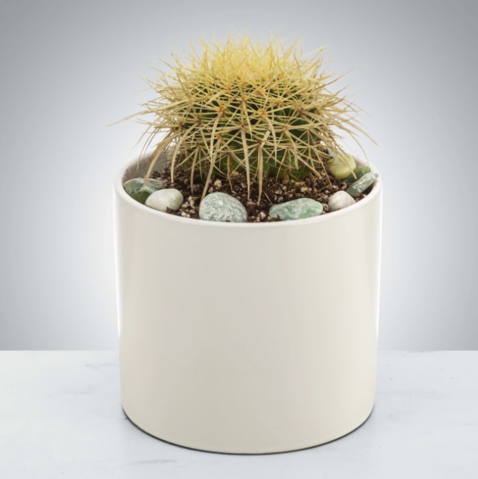 Cactus Plant by BloomNation™ - You can leave a cactus plant in a sunny window and forget about it! Infrequent watering and lots of light will keep it healthy making it a great gift for an absent-minded or frequently traveling individual.