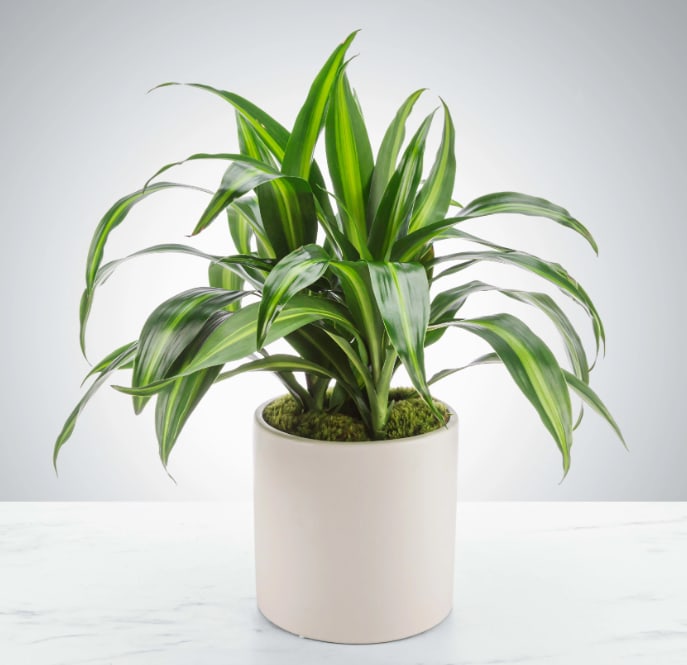 Dracaena Plant by BloomNation™ - Named after dragons and referred to as the dragon plant, these plants do an excellent job filtering the air, looking pretty, and being relatively sturdy. Send them to your favorite plant parent or plant newbie.