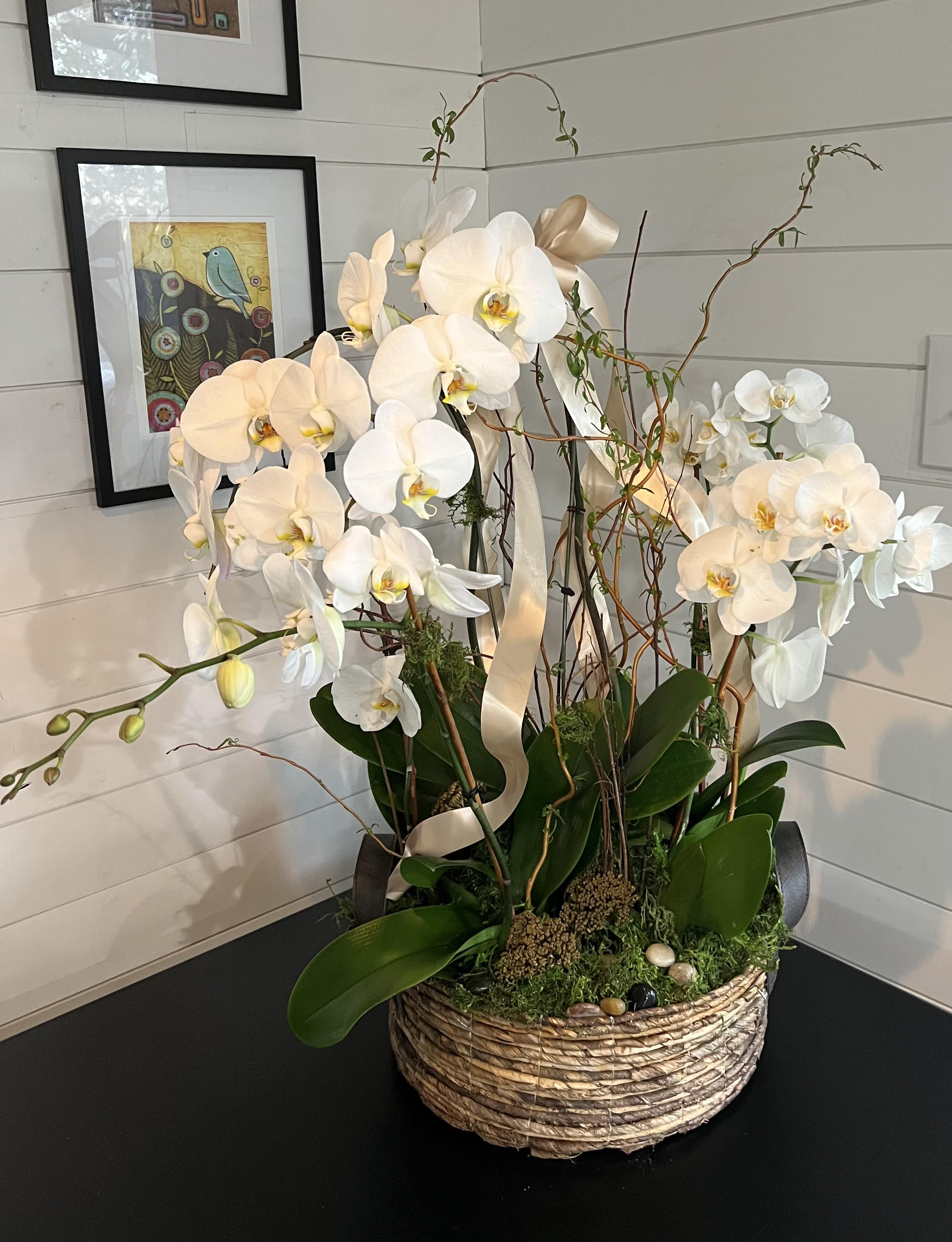 White orchid arrangement in a woven basket with ribbon accents