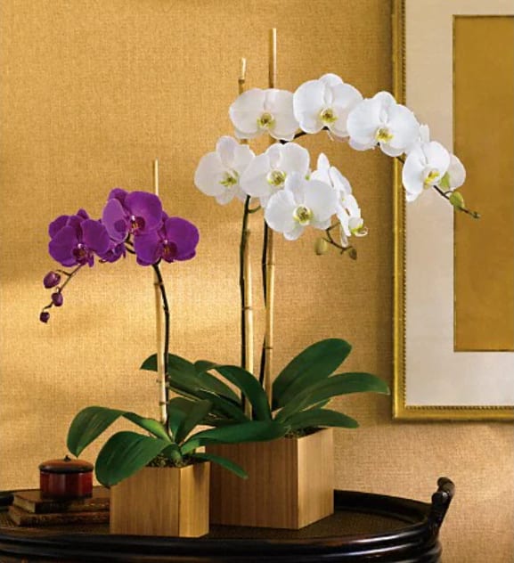 Imperial Purple Orchid - Shangri-la might be a fictional place, but this stunning orchid is firmly planted in the most beautiful kind of reality. An exotic lavender phalaenopsis orchid comes delivered in a distinctive cube made of beautiful, natural bamboo. It's easy to take care of and lovely to look at. A lavender phalaenopsis orchid plant arrives in an exclusive bamboo cube. It's almost too good to be true. 