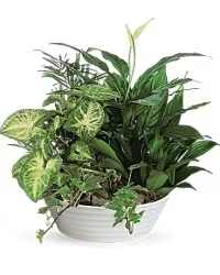 Mixed green houseplants in a white bowl planter
