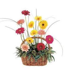Basket arrangement of colorful gerbera daisies