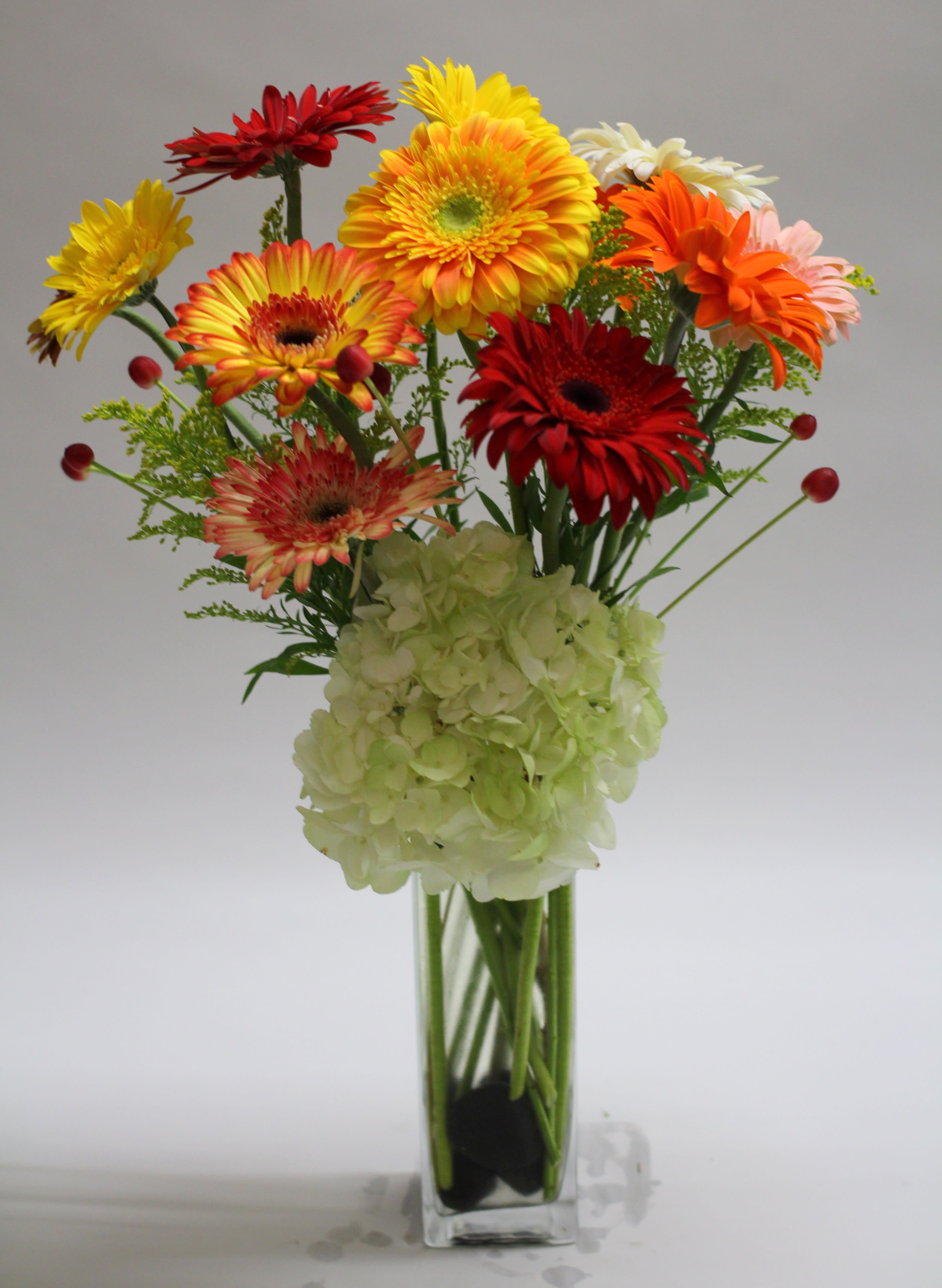 Colorful gerbera daisies in a tall glass vase with pale hydrangea