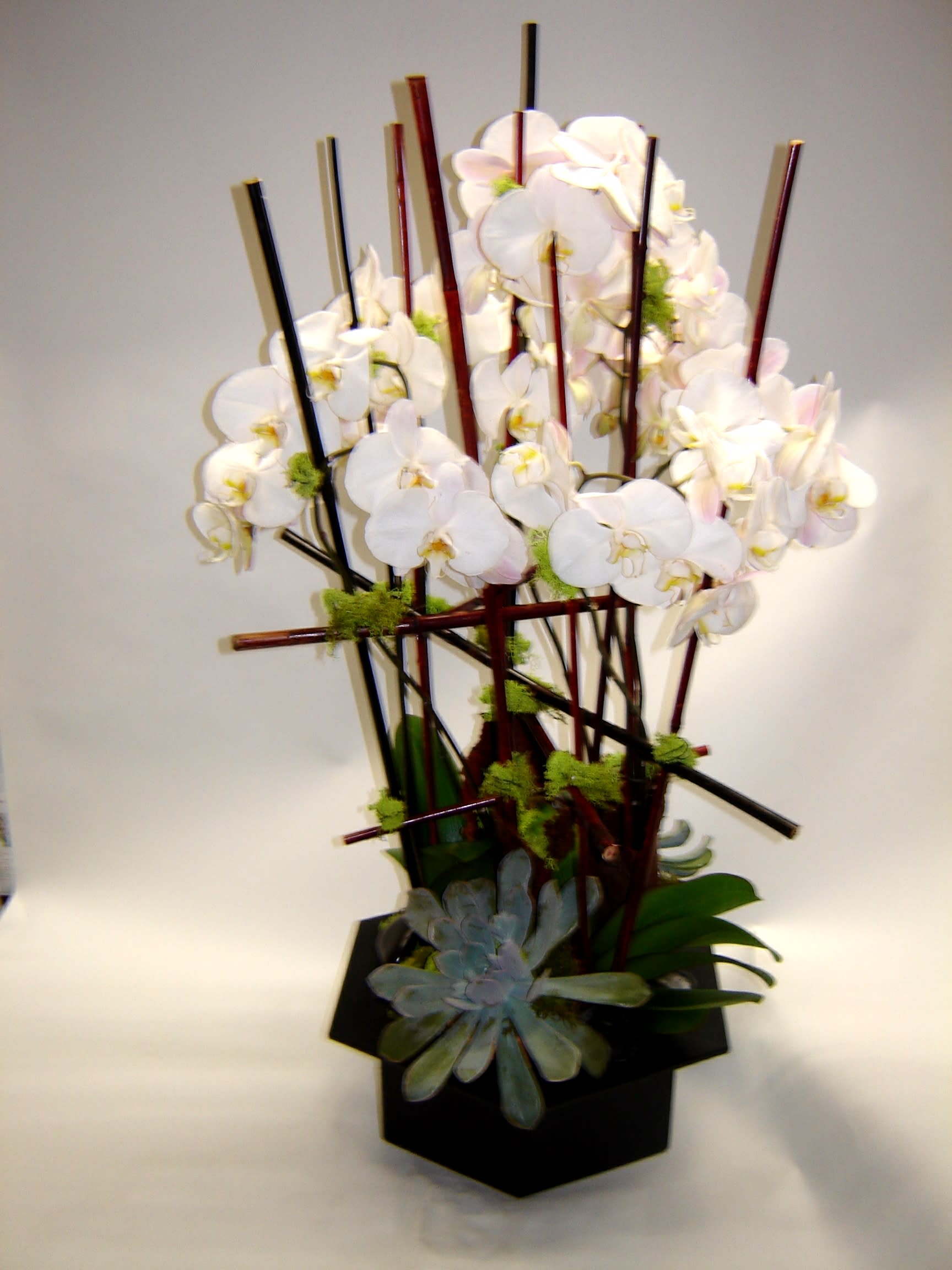 White orchid arrangement in a black square container with tall decorative sticks