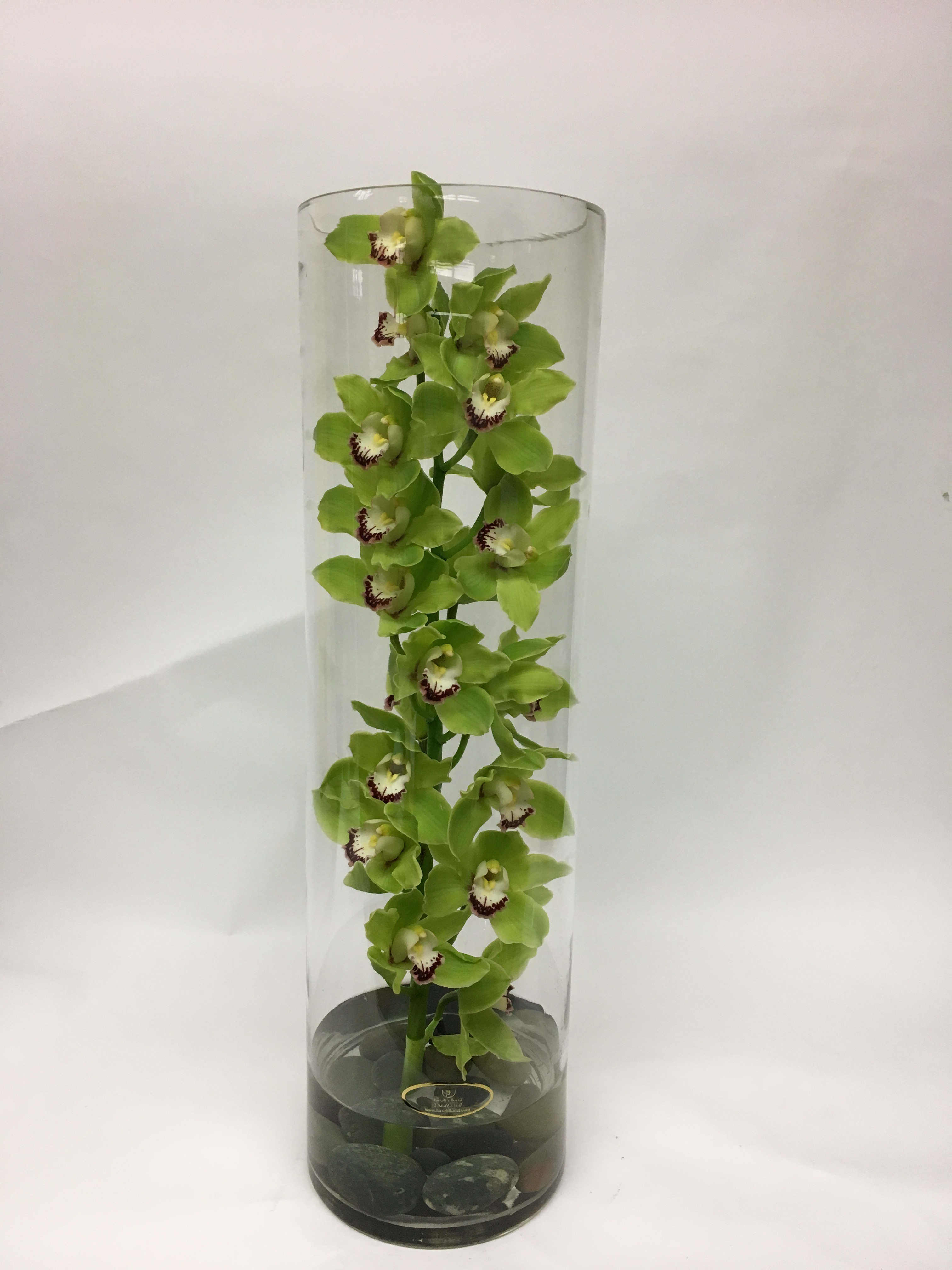 Green orchid stems in a tall glass cylinder vase with stones