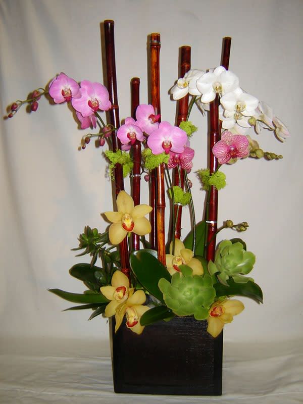 Orchid arrangement in a black square container with bamboo stakes