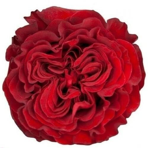 Single red rose bloom on a white background