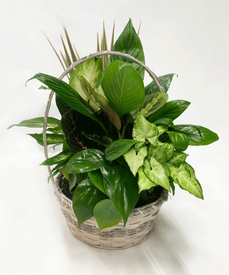 Basket of assorted green houseplants with a handle