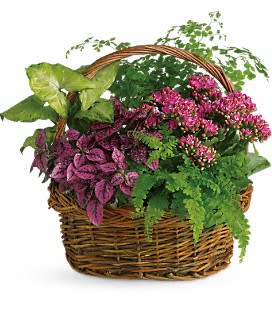 Basket of pink flowering plants and green foliage