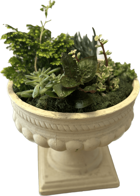 Succulent Symphony of Greens  - The perfect desk or table accessory, this succulent box features four 4 inch succulents and three 2 inch succulents. Perfect for birthdays, Father's Day or sending post promotion or job hire. APPROXIMATE DIMENSIONS: 12" W x 9" H