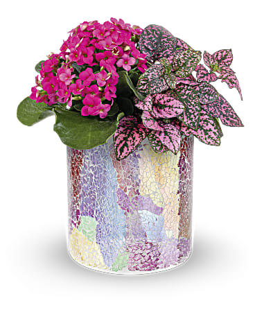 Blushing Duo - Your gratitude shines through in this glorious gift! This pair of pinktastic plants looks super chic in a shimmering mosaic glass vase. This living plant gift includes a hot pink kalanchoe plant and a pink hypoestes plant. Delivered in a Radiantly Rosy cylinder.  