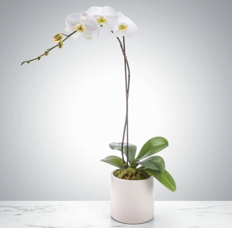 Single Stem Orchid by BloomNation™ - A beautiful and classic single stem white orchid. Perfect for all occasions, bring it as a housewarming gift, a birthday, or anything in-between.