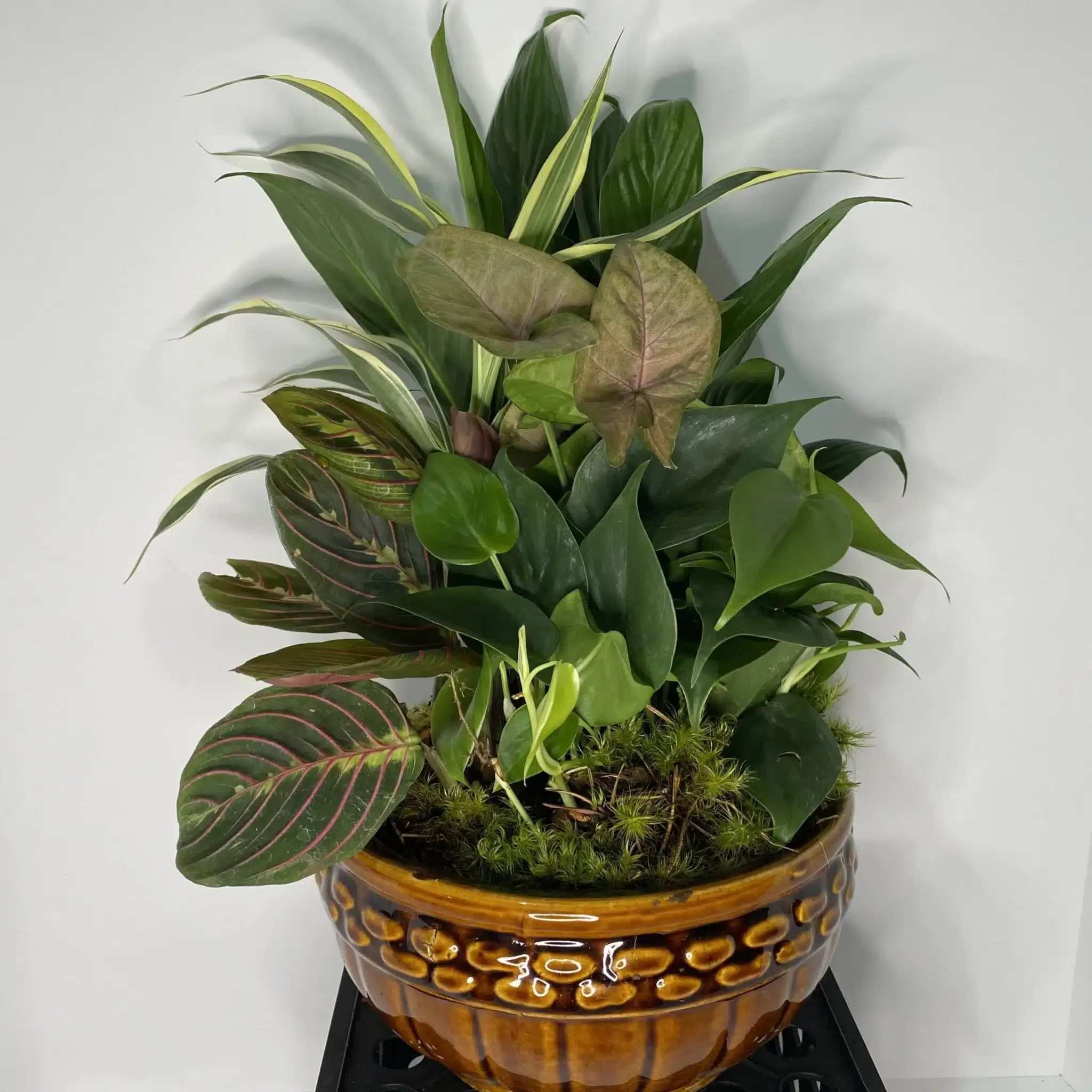 Ceramic Dish Garden - Lush layered foliage fills a handcrafted ceramic planter in this ceramic dish garden-an ideal houseplant arrangement for housewarming, thank-you, or get-well gifts. The upright composition reads like a miniature tropical landscape, so the person you're thinking of will feel cared for every time they pass it on a desk, entry table, or windowsill.  Varied leaf shapes and textures-broad glossy leaves, narrow striped foliage, and long variegated leaves with subtle reddish veining-create depth and contrast across a palette of deep greens with lighter variegated accents. Each arrangement is planted in a glazed ceramic bowl or rectangular dish-style planter with a rounded, pebble-detailed rim or mottled blue-brown finish, giving a contemporary, earthy look that complements modern or rustic interiors.  Perfect for everyday décor in home or office, this compact dish garden brings a serene, living touch without demanding a lot of space. Easy-care tropical houseplants are arranged densely for immediate impact; place in bright, indirect light and water when the top inch of soil feels dry to keep the composition full and healthy.