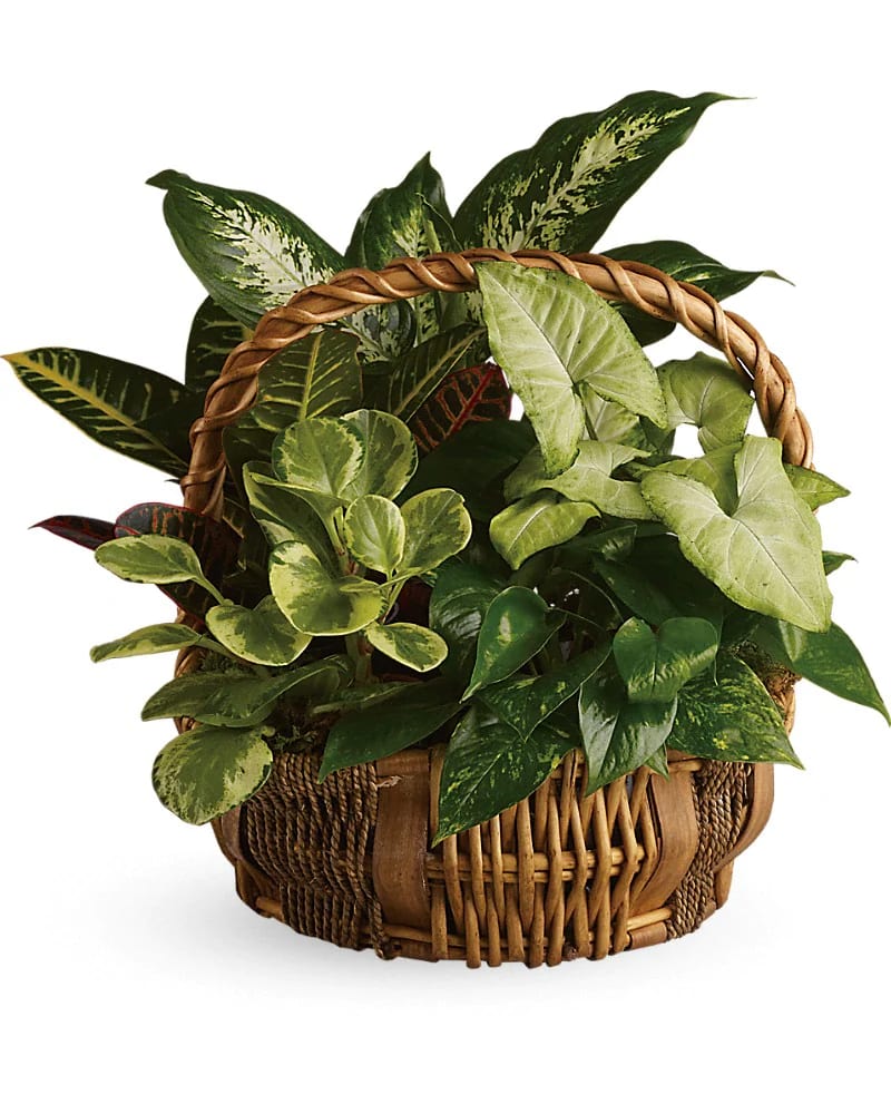 Basket of assorted green houseplants with variegated leaves