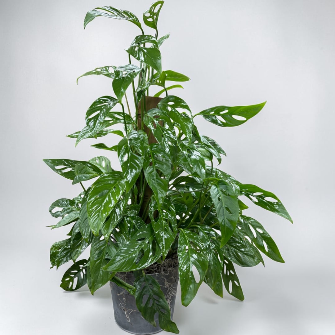 Potted green houseplant with glossy split leaves