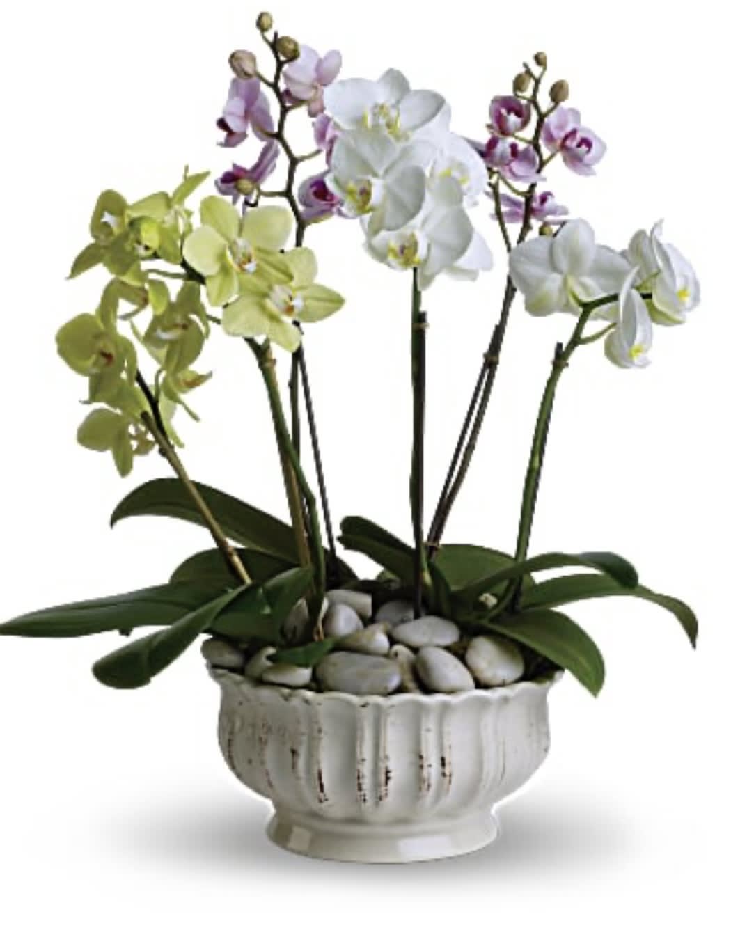 Potted orchids in white, purple, and green with a ceramic planter