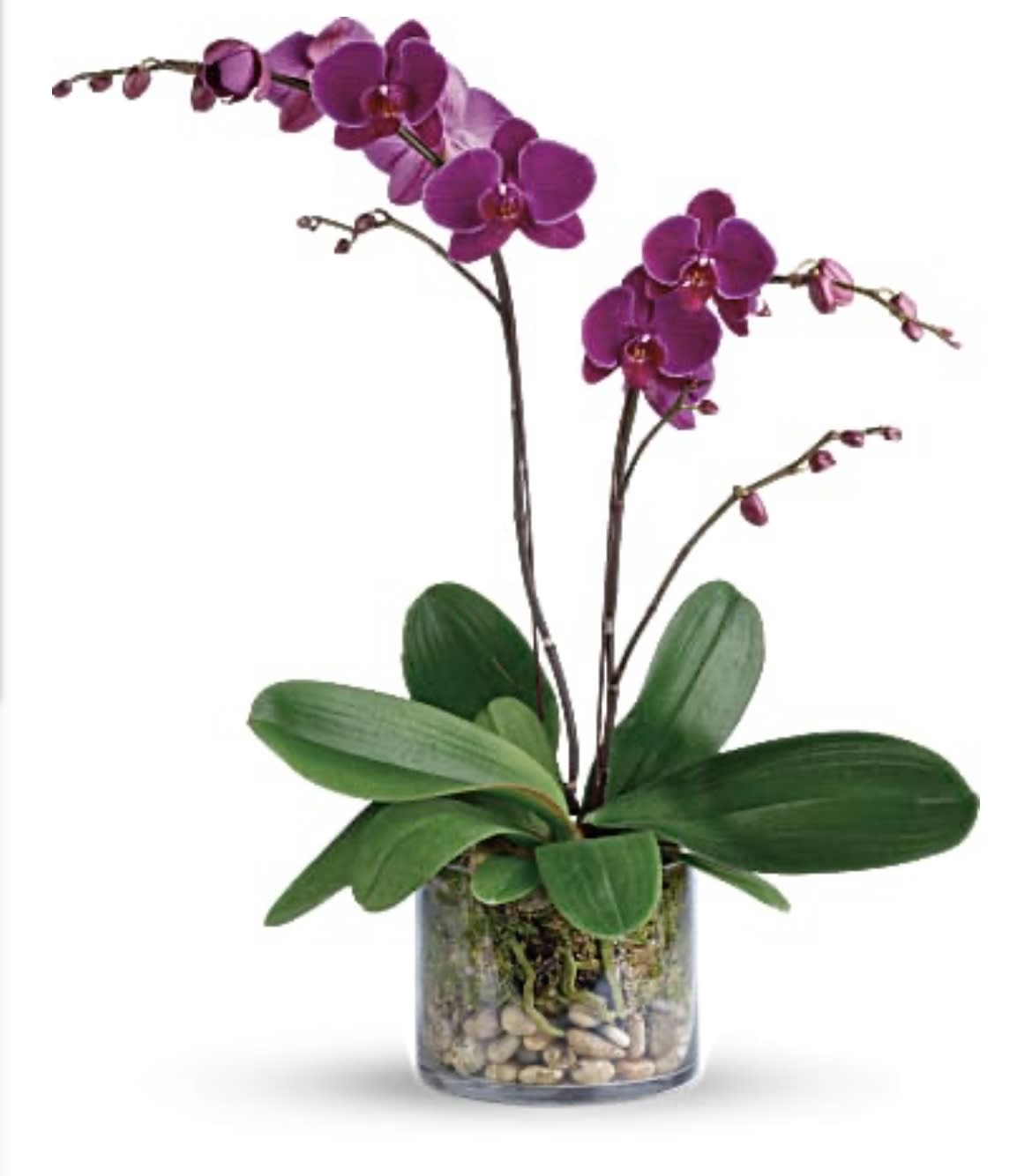 Purple orchid plant in a glass vase with pebbles