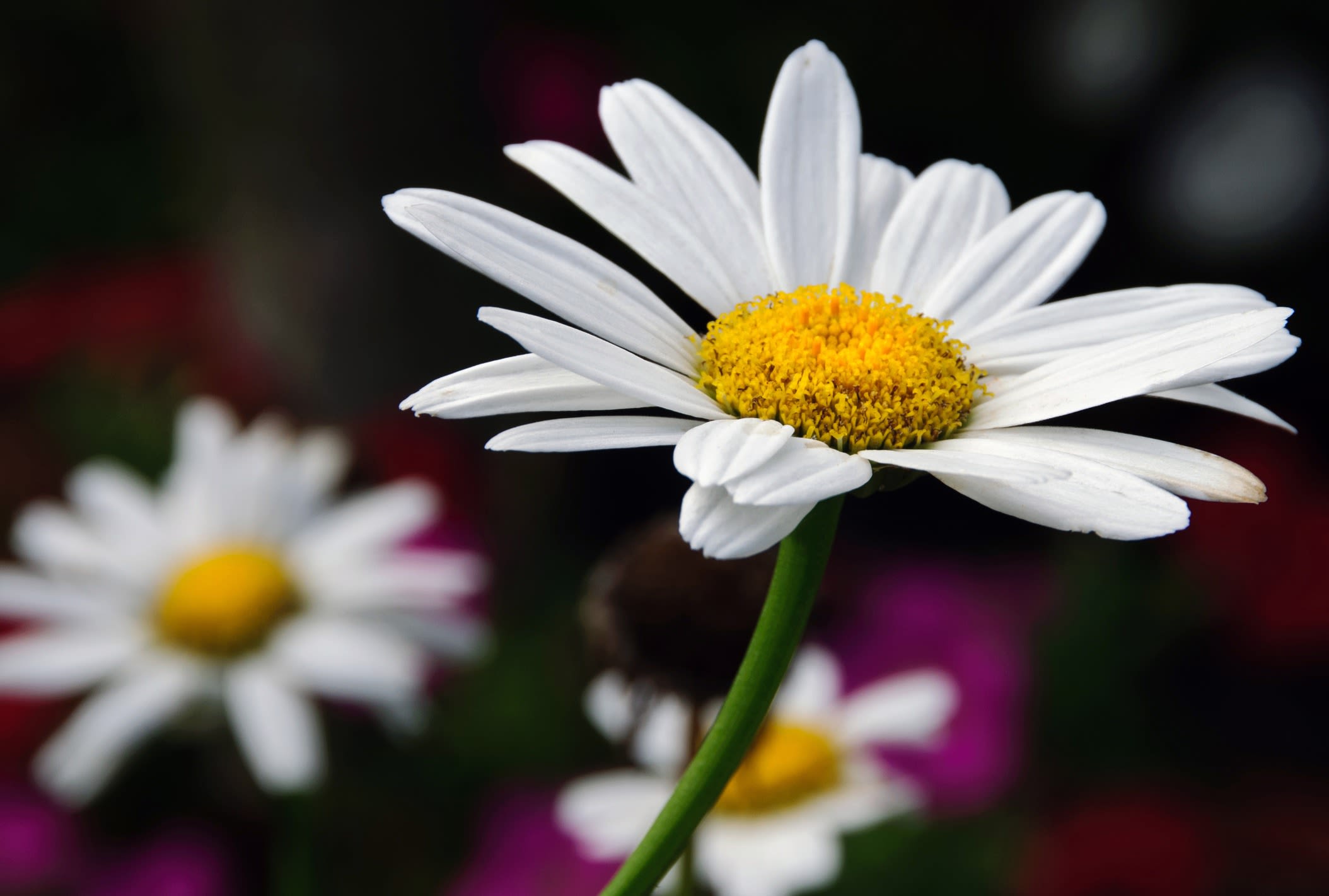 White daisy with a yellow center against a blurred floral background