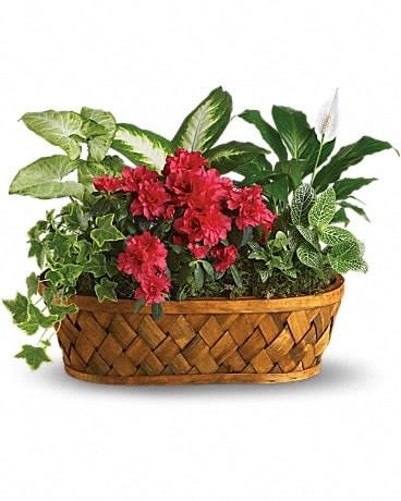 Basket planter with red flowers and assorted green plants