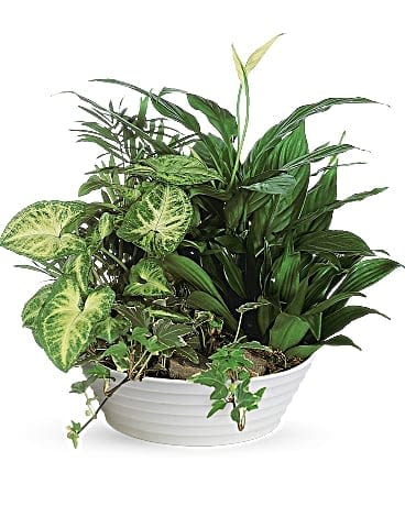 Mixed green houseplants arranged in a white bowl planter