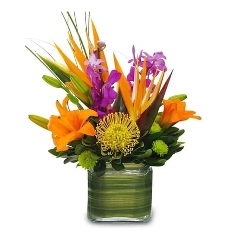 Tropical Romance - Paradise found! Tropical flowers and foliages combine to create this topical lovers lush creation. It's an easy way to send a special someone on a chic tropical retreat!  Exotic birds of Paradise combine with purple orchids, pincushion protea, orange asiatic lilies and green button poms accented with lily grass and pittosporum. All arrive in a wonderful leaf wrapped clear glass cube vase.