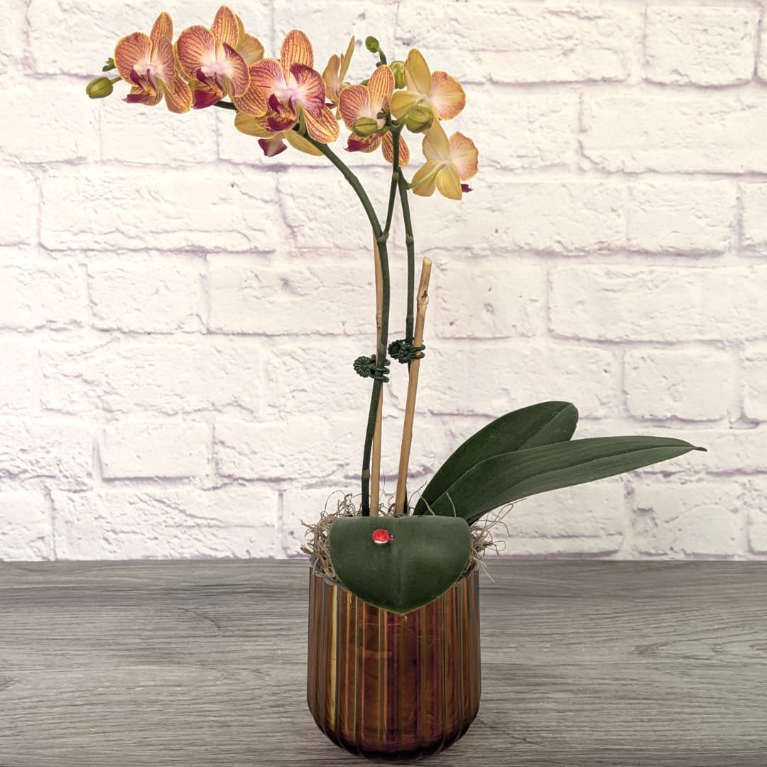 Potted orchid arrangement in a ribbed glass vase with a heart accent