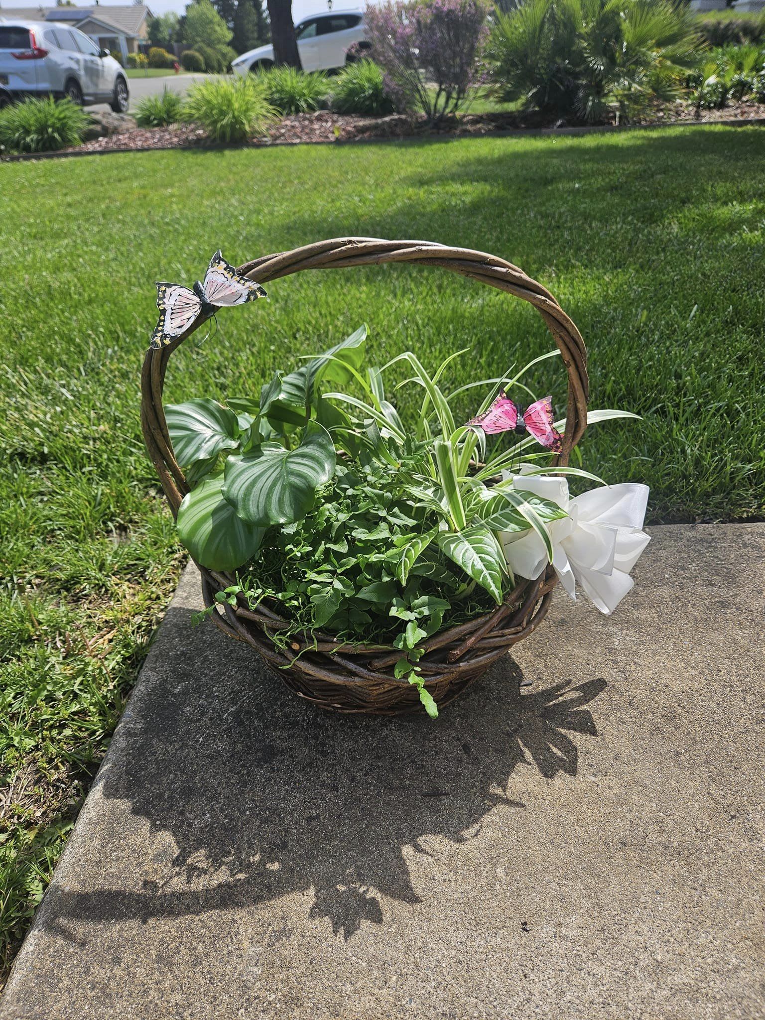 Basket of green houseplants with a white bow and butterfly decorations