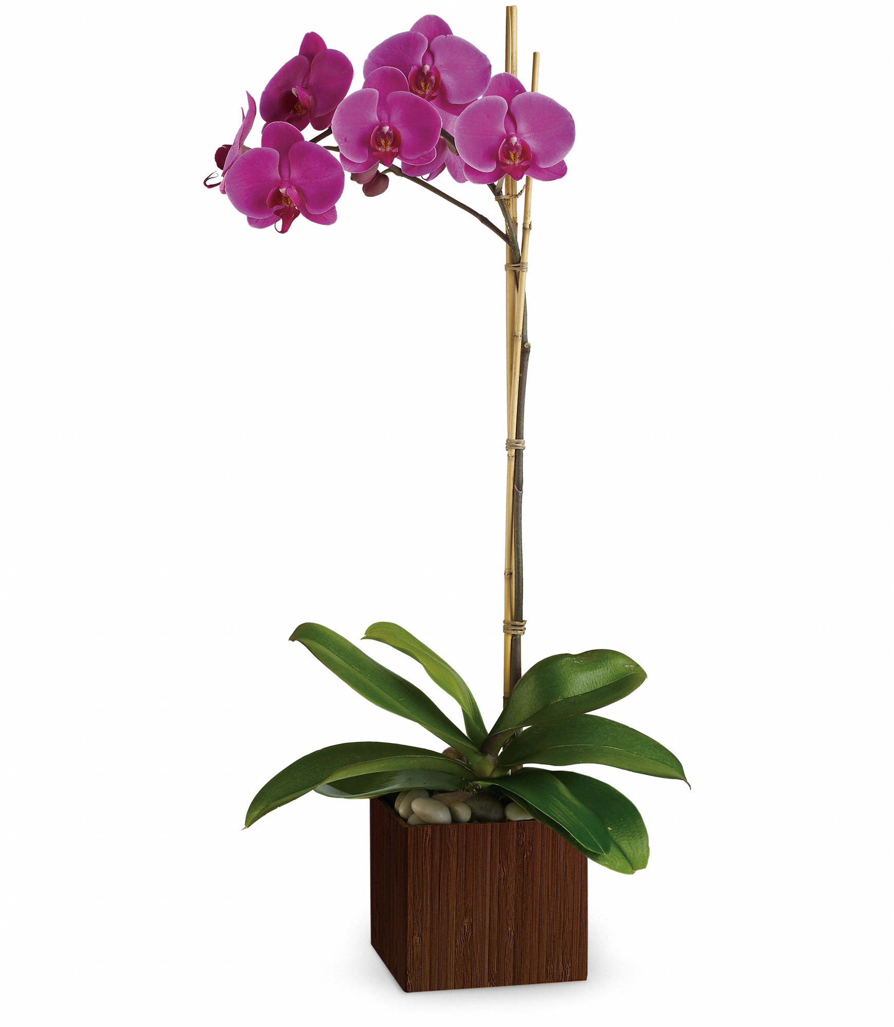 Pink orchid plant in a square wooden planter