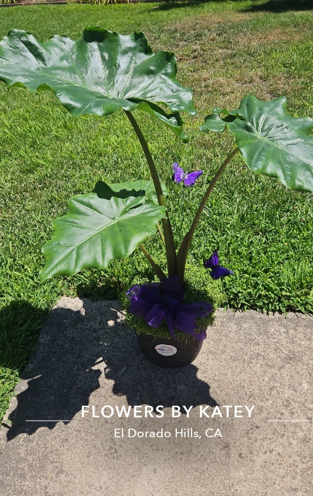 Potted tropical plant with large green leaves and purple butterfly accents