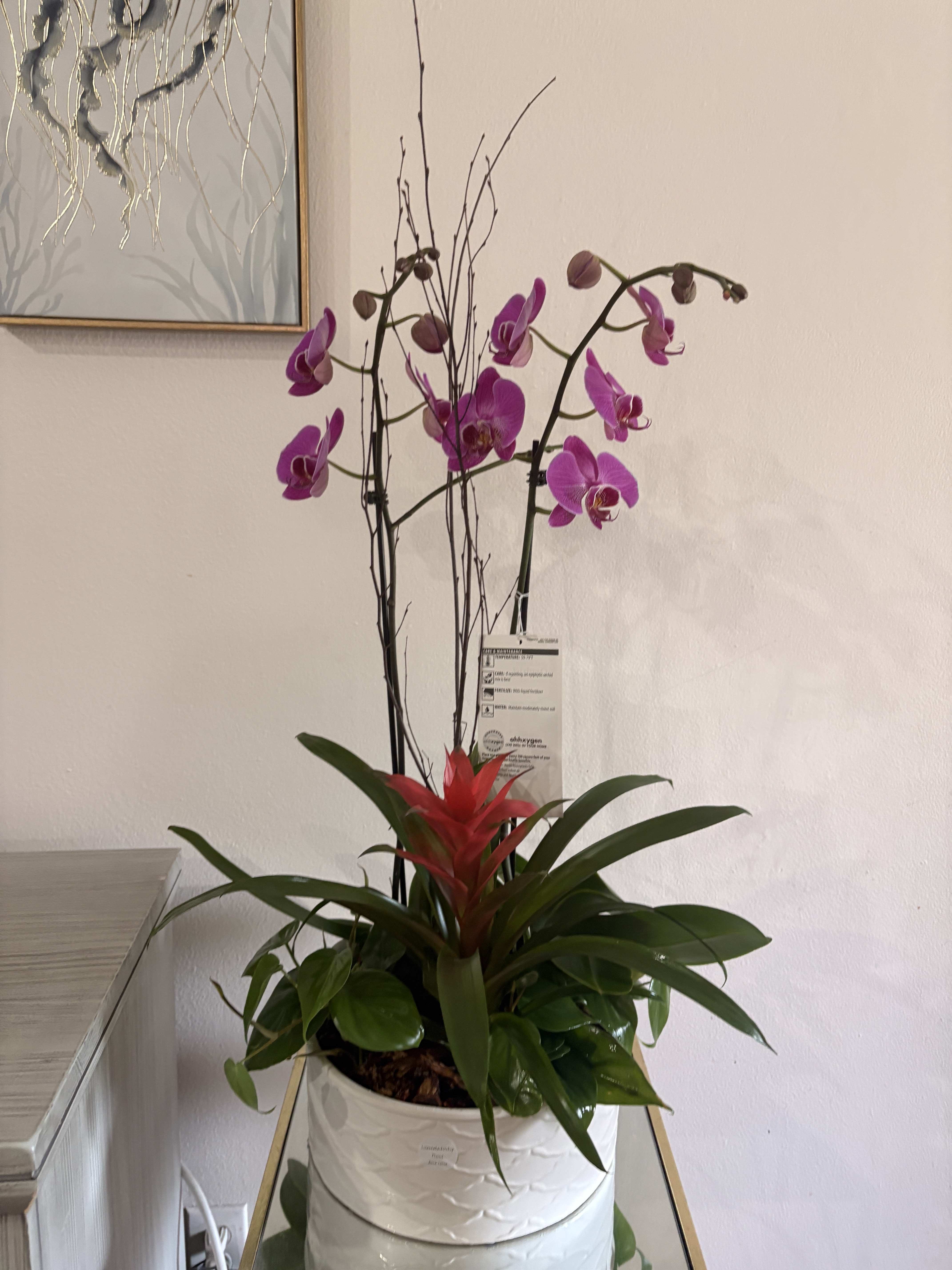 Purple orchids in a white pot with a red bromeliad plant