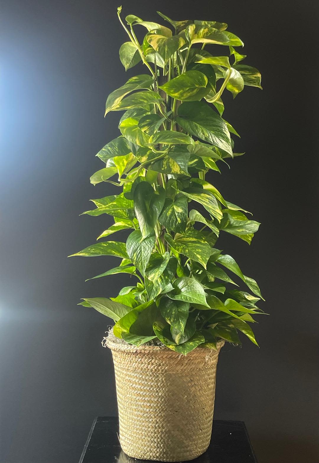 Tall leafy green houseplant in a woven basket-style pot against a dark background.