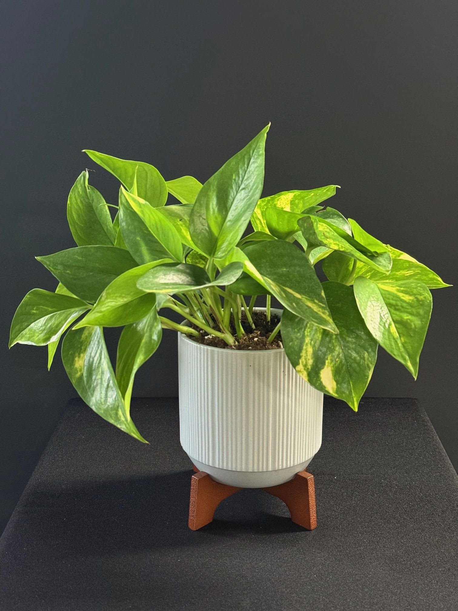 Lush Leaves Pothos Plant - A stylish celebration for any event, this gorgeous ceramic planter with wooden base gives a mid-century mood to a lush, living pothos plant. This modern gift includes a green pothos plant. Delivered in a Mid Mod Geometric Planter. Approximately 14" W x 15" H 