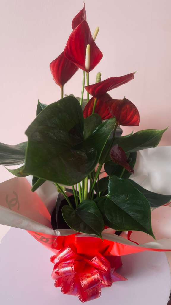 Red anthurium bouquet with glossy green leaves and a red ribbon bow