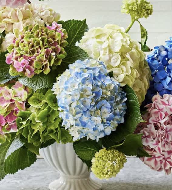 Bouquet of multicolored hydrangeas in a white vase