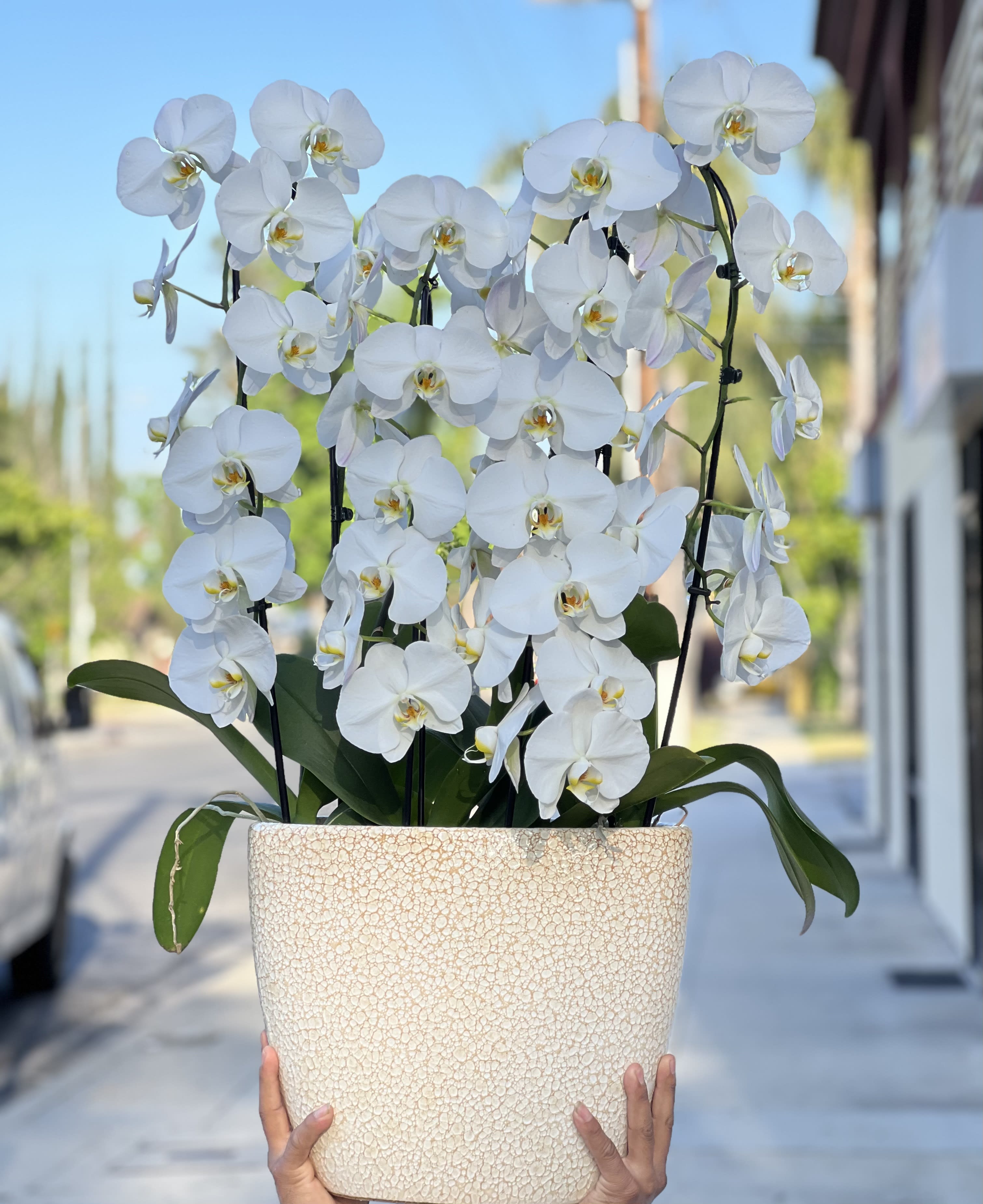 White orchids arranged in a textured cream planter