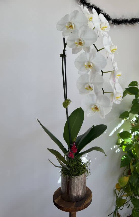 White orchid stems in a tall wooden vase with green leaves